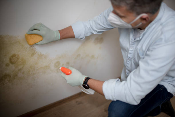 Best Black Mold Removal  in Oakmont, PA