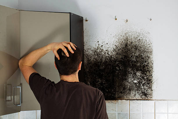 Best Mold Damage Repair  in Oakmont, PA